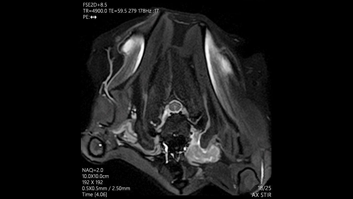 Body Colonne cervicale du chat - IRM