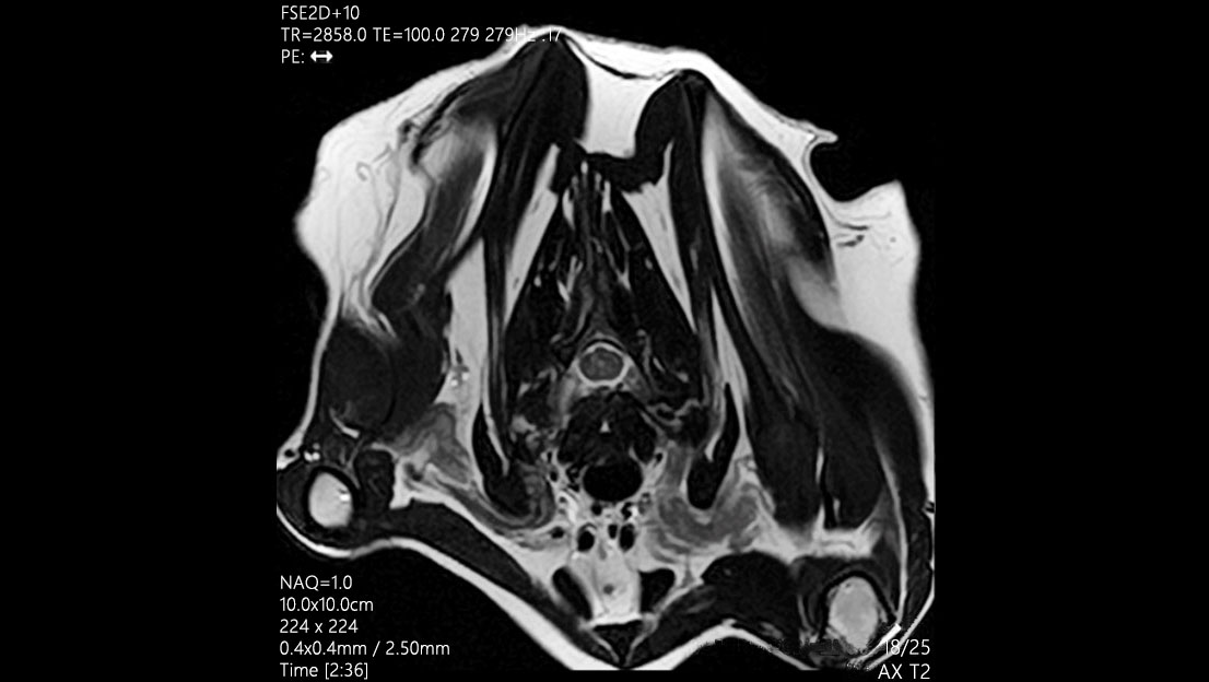 Body Colonne cervicale du chat - IRM