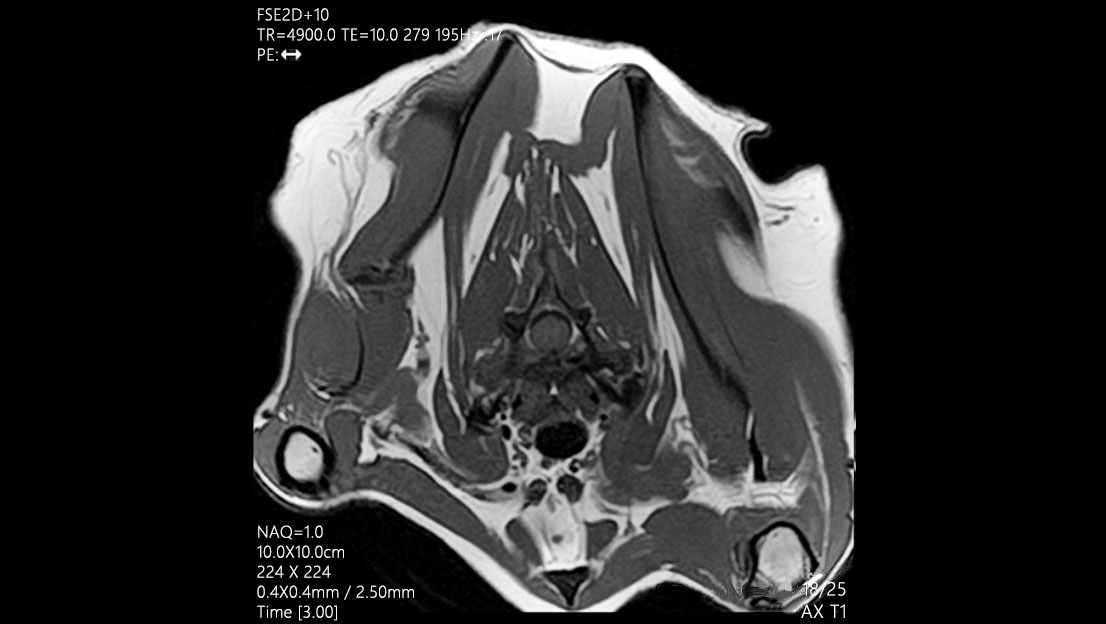 Body Colonne cervicale du chat - IRM