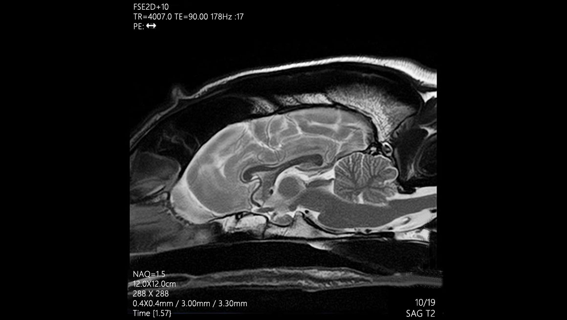 Head Cerveau du chien - IRM