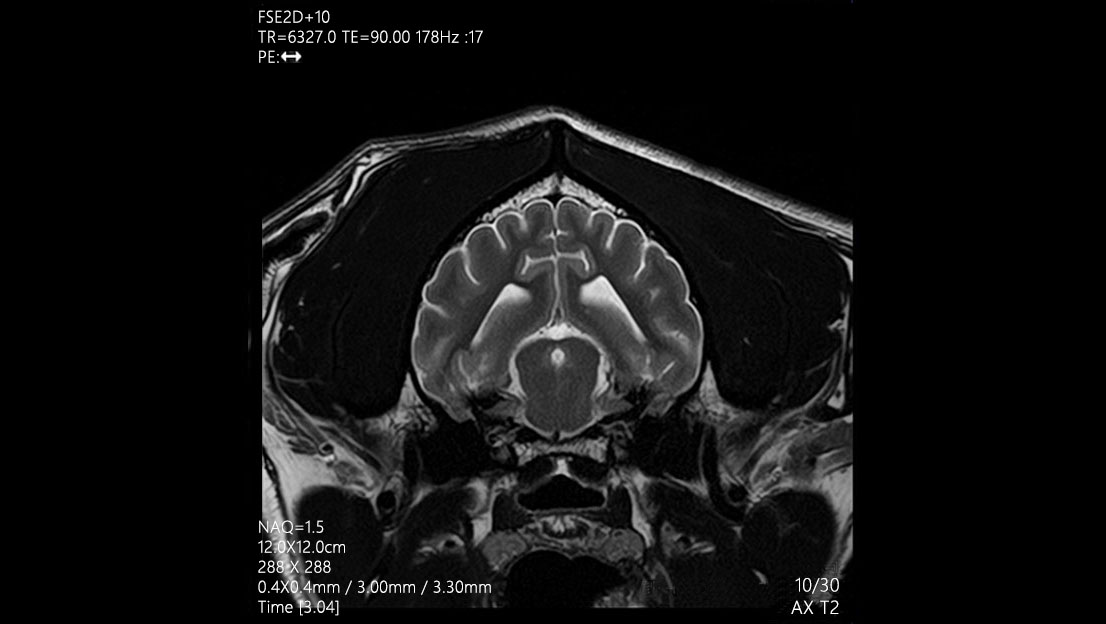 Head Cerveau du chien - IRM