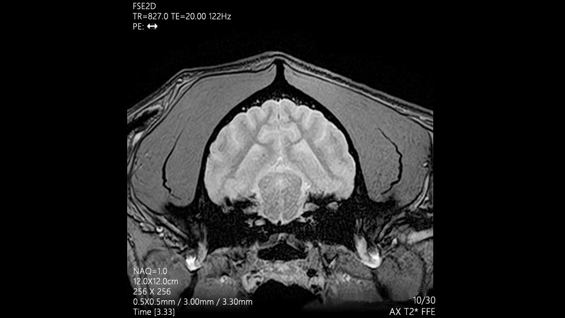 Head Cerveau du chien - IRM