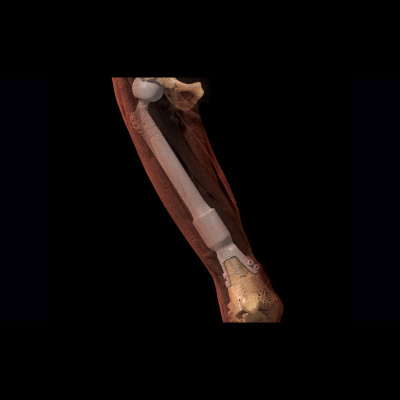 Lowerbody Jambe